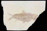 Fossil Fish (Knightia) - Wyoming #109988-1